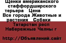 Щенки американского стаффордширского терьера › Цена ­ 20 000 - Все города Животные и растения » Собаки   . Татарстан респ.,Набережные Челны г.